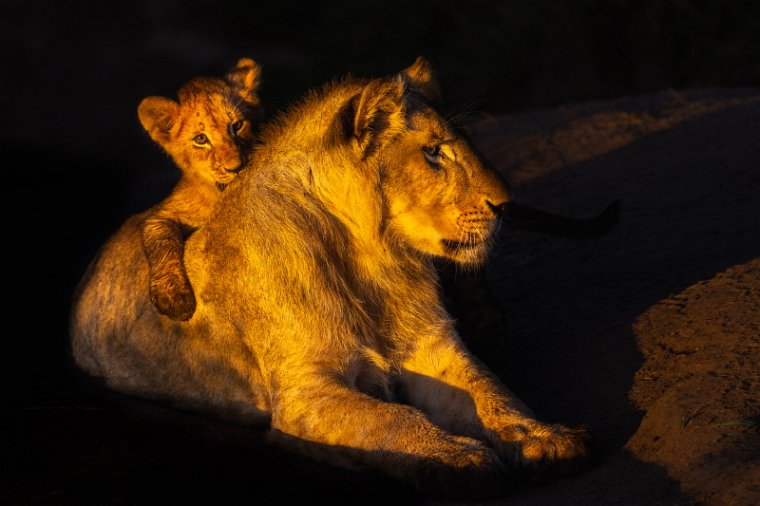 017 Masai Mara.jpg